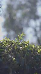 长焦茶叶茶树绿色树叶视频的预览图
